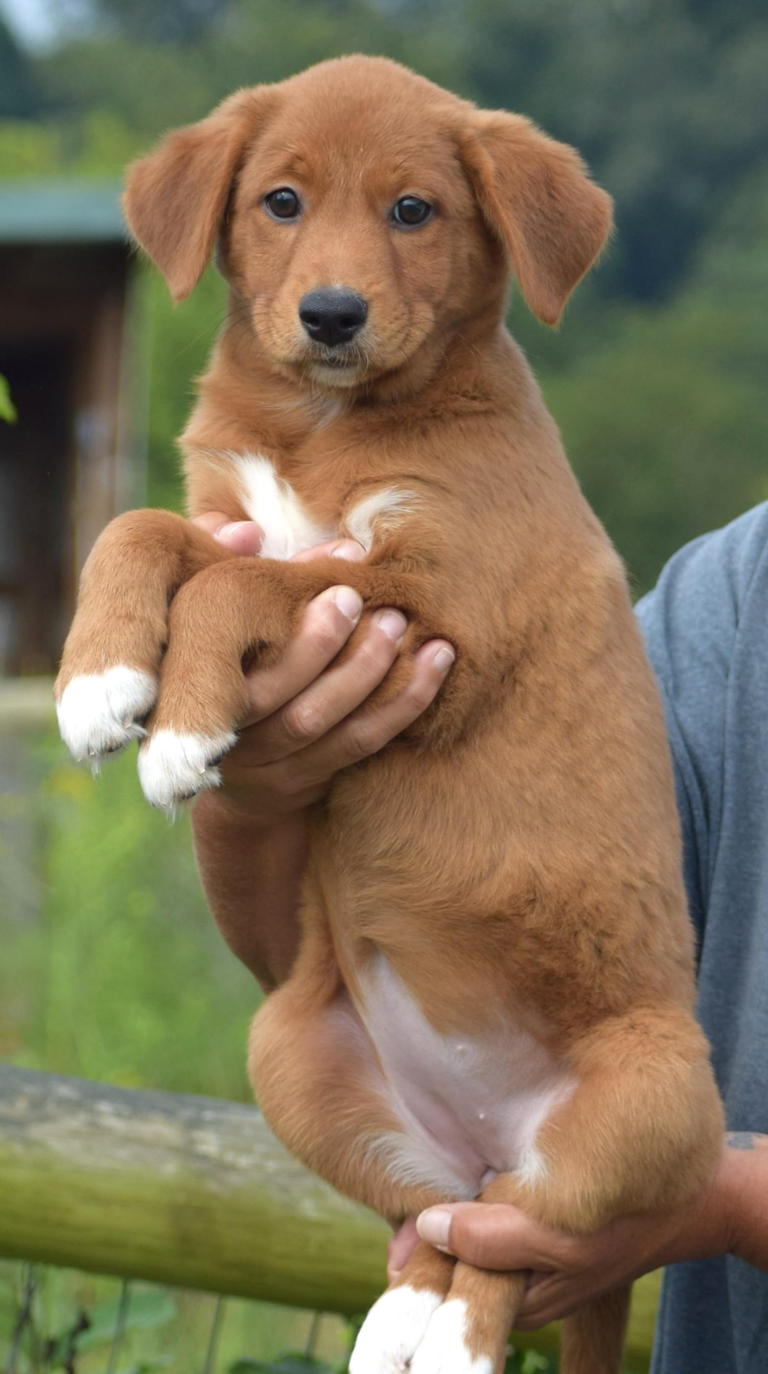 Enlarge 2026Laley, an adopted mixed breed in Frederick, MD image 5/6