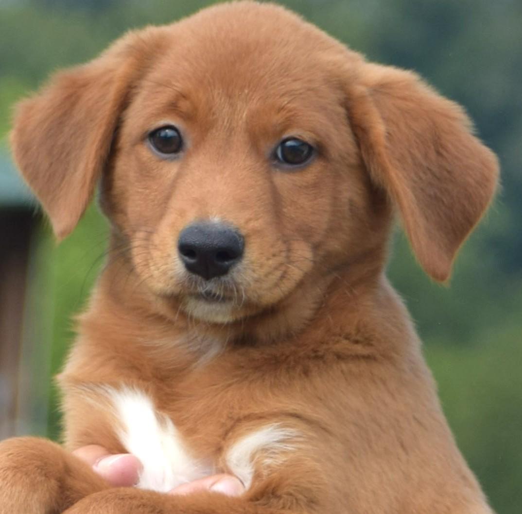 Enlarge 2026Laley, an adopted mixed breed in Frederick, MD image 6/6