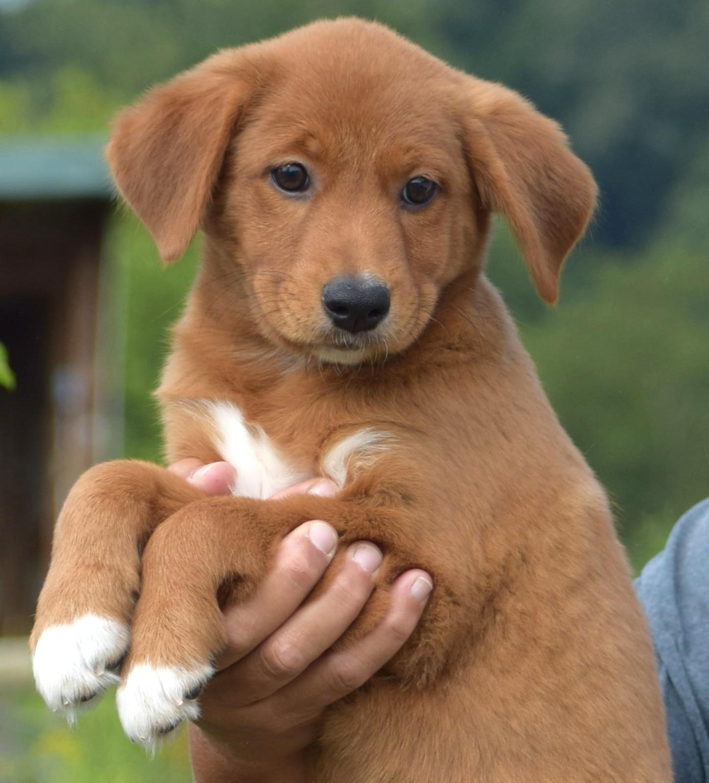 Enlarge 2026Laley, an adopted mixed breed in Frederick, MD image 4/6