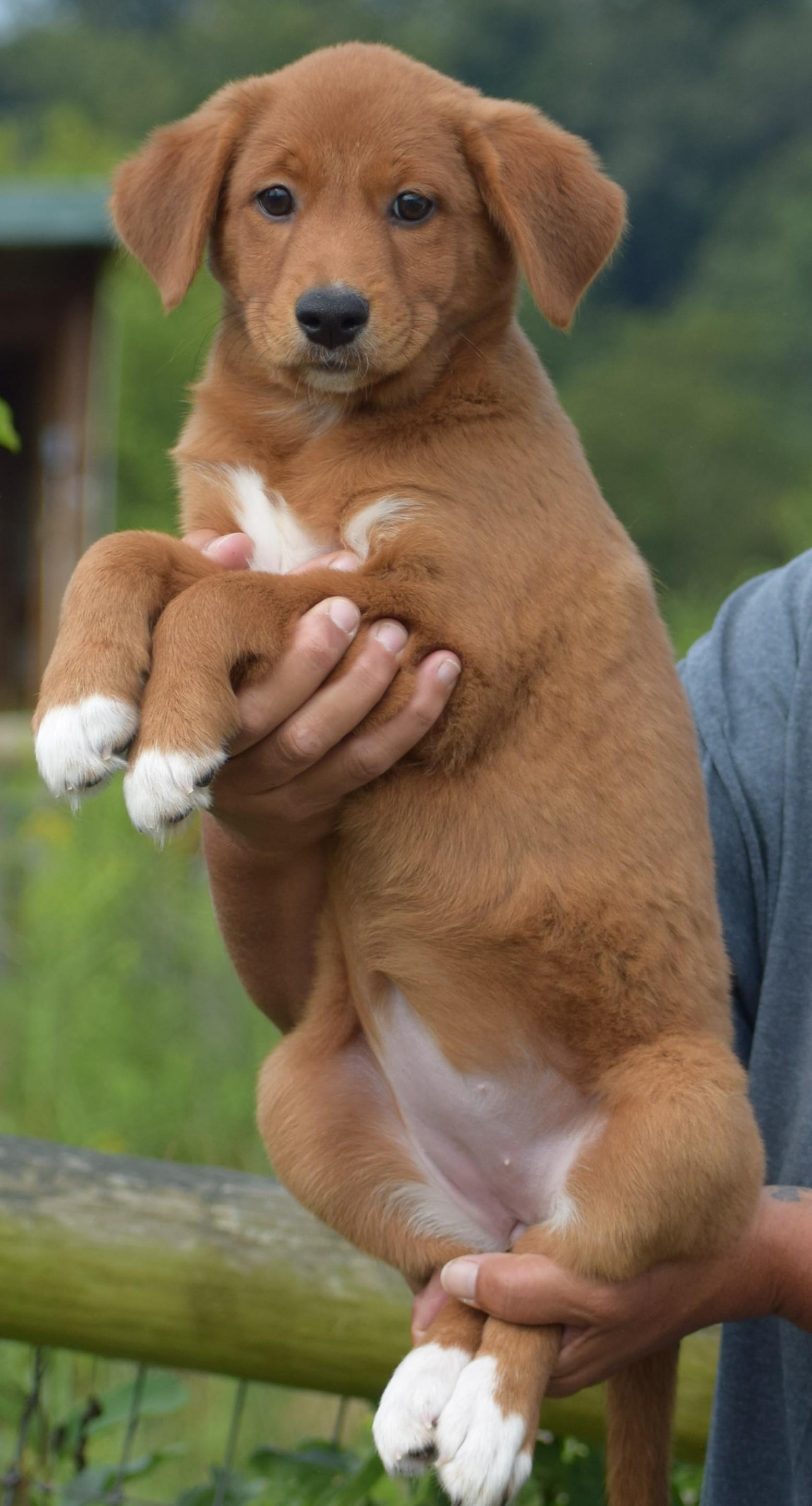 Enlarge 2026Laley, an adopted mixed breed in Frederick, MD image 2/6