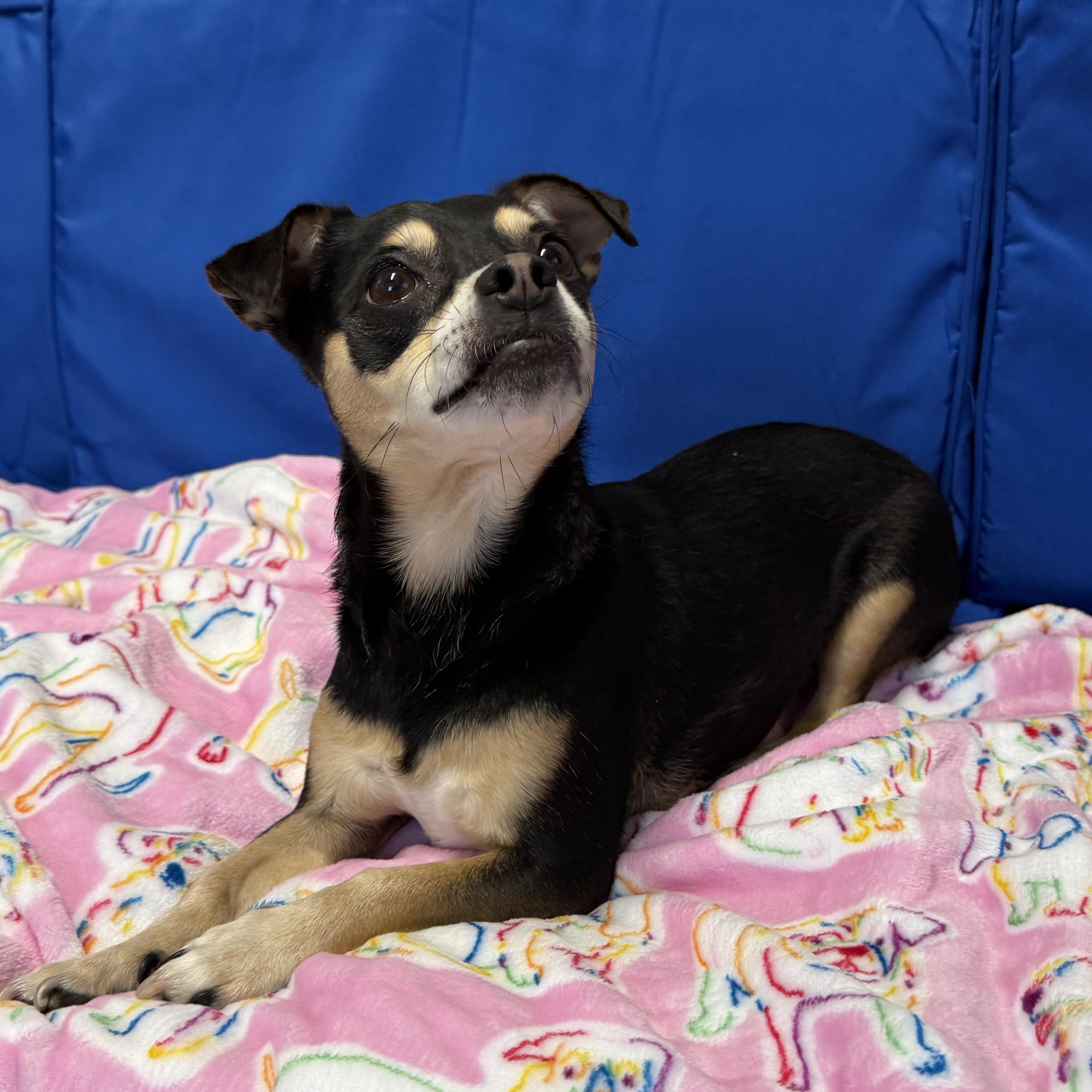 Luke, an adopted mixed breed in Plant City, FL image 3/4