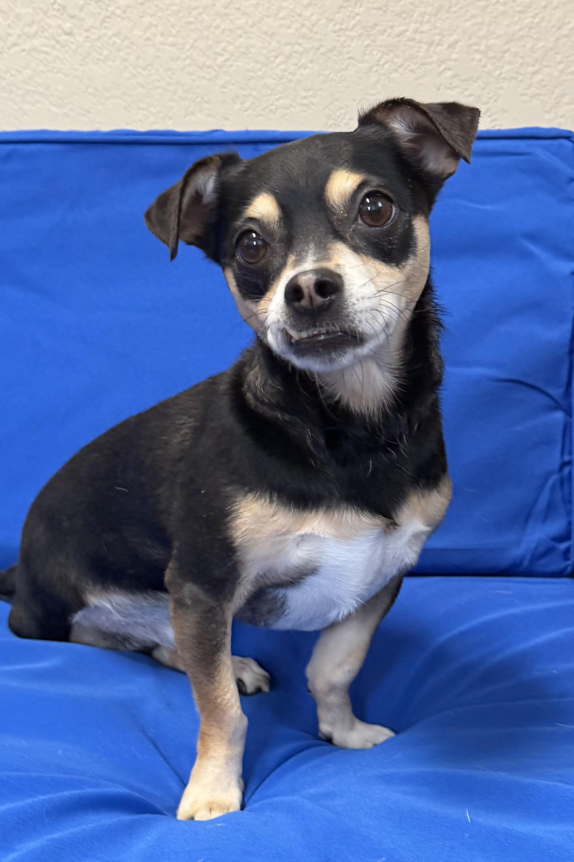 Luke, an adopted mixed breed in Plant City, FL image 2/4