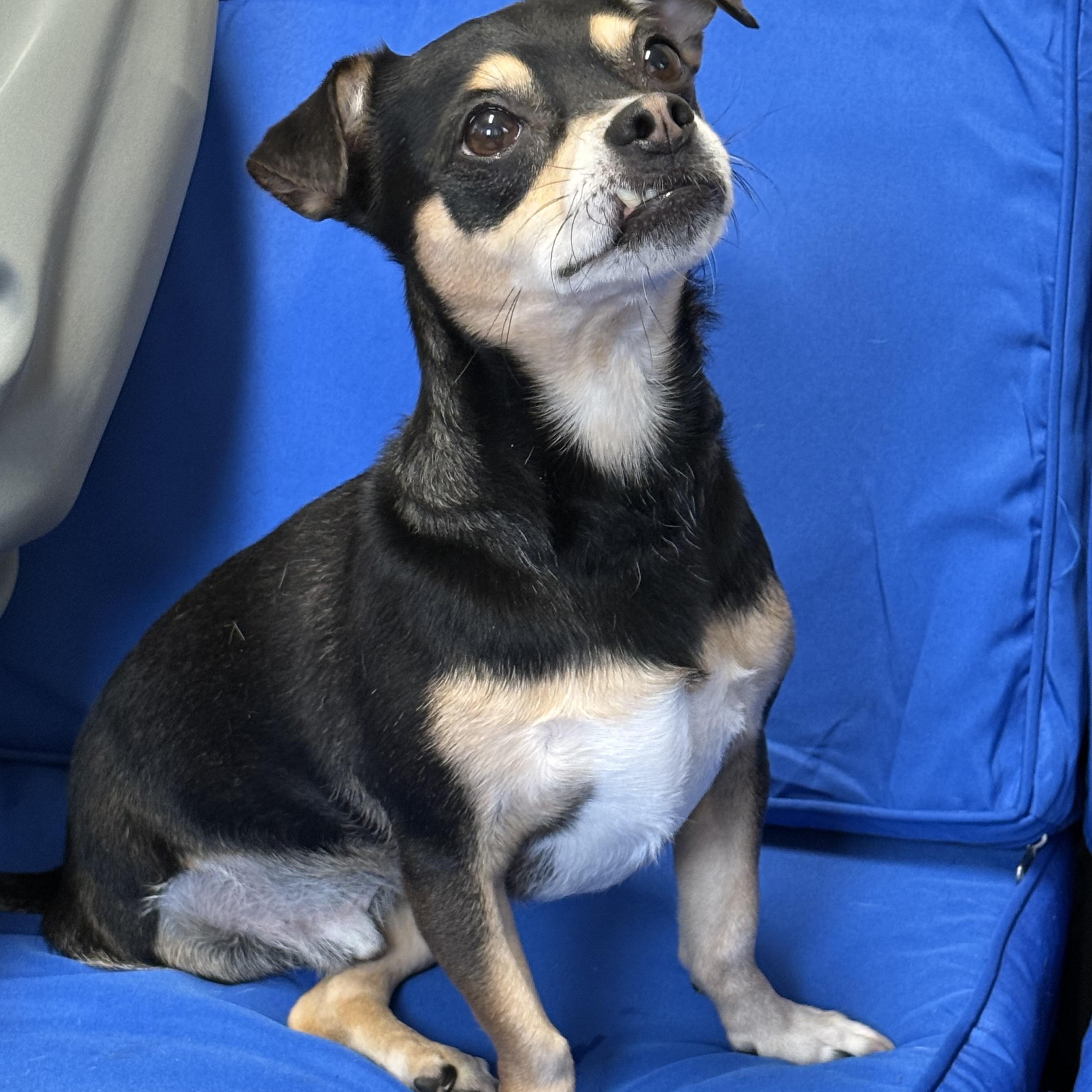 Luke, adopted, Adult Male Chihuahua & Dachshund.