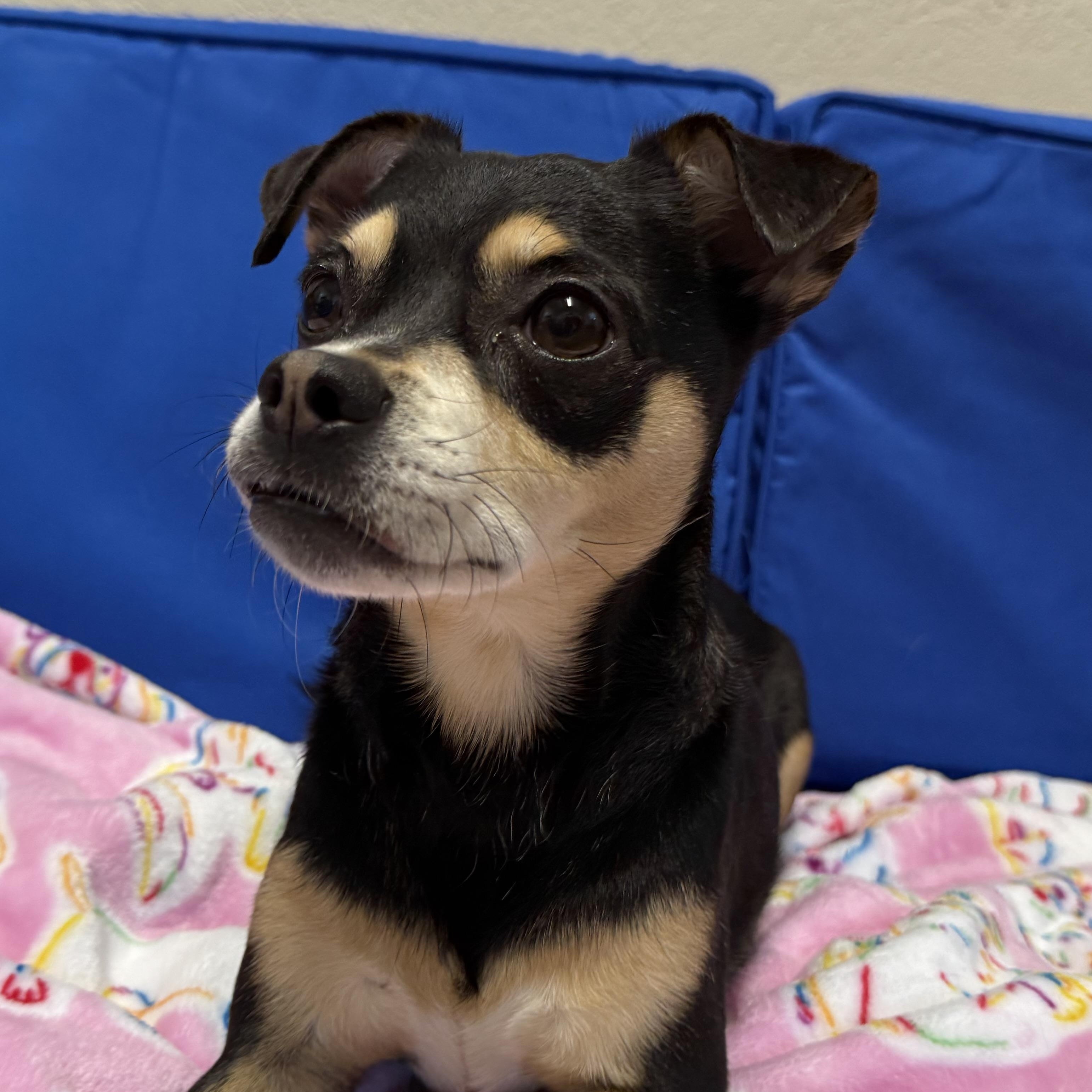 Luke, an adopted mixed breed in Plant City, FL image 4/4