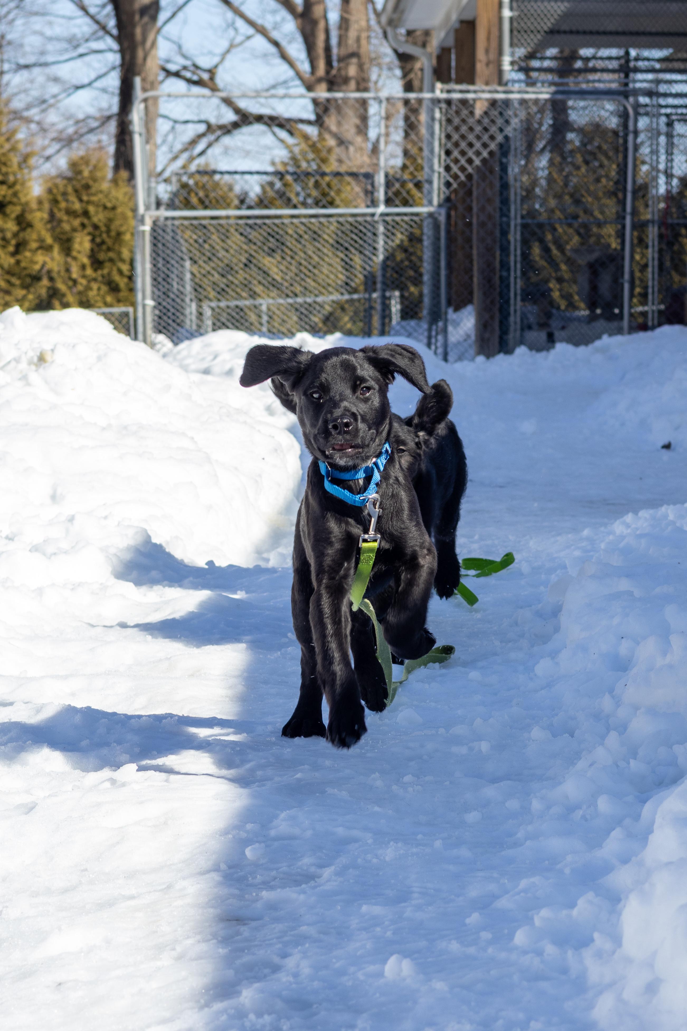 Duke, Adopted, Young Male Cane Corso & Labrador Retriever.