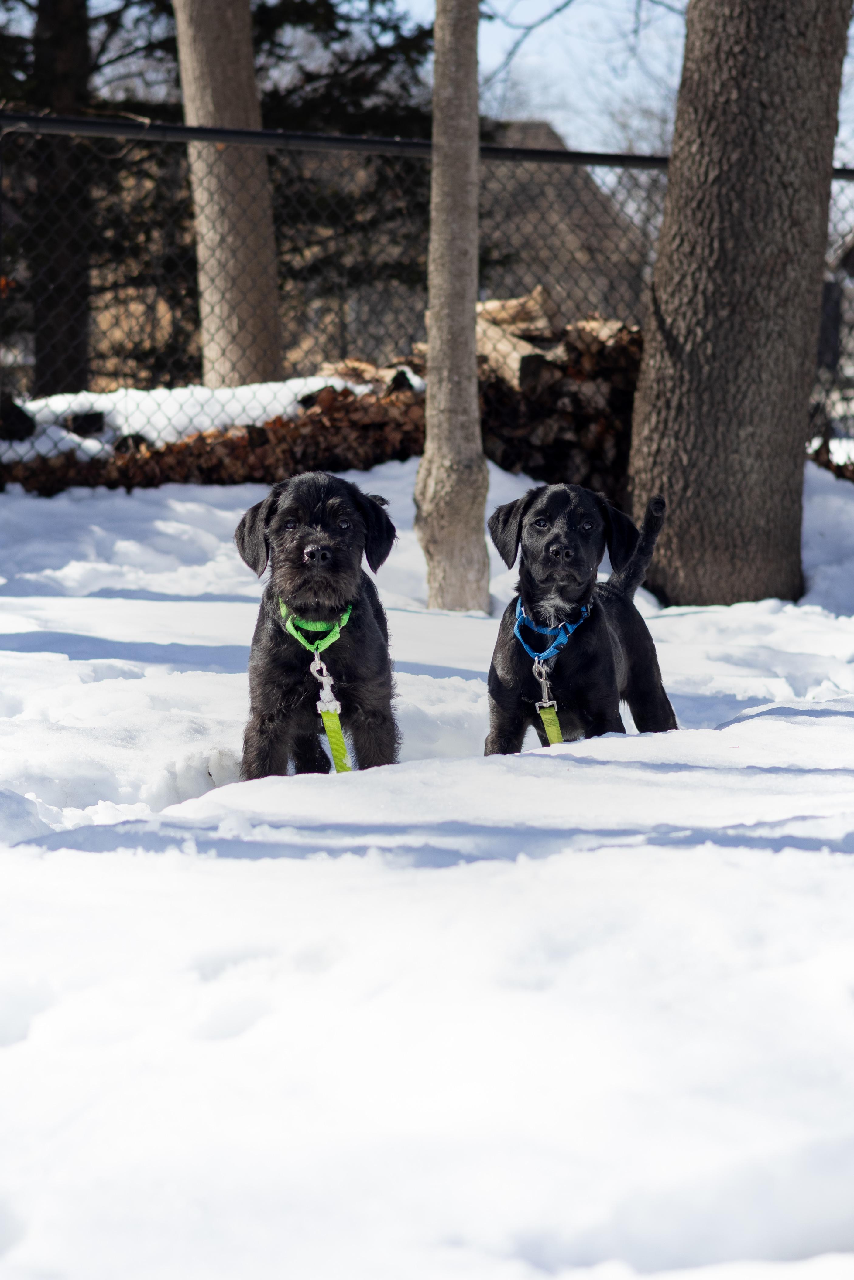 Duke, a Adopted mixed breed in Terryville, CT image 3/6