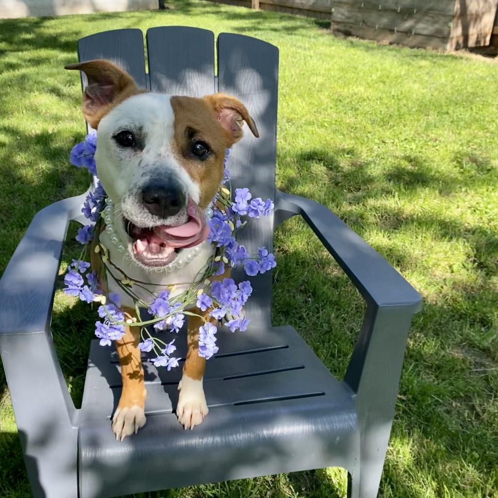 Adelaide, ADOPTABLE, Adult Female Pit Bull Terrier.