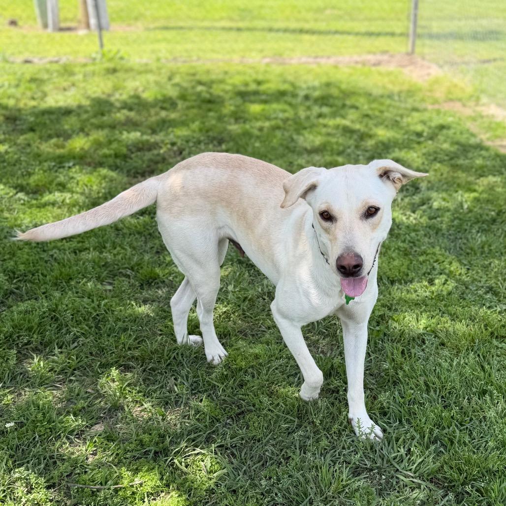 Coconut Water, Adoptable, Adult Female Labrador Retriever.
