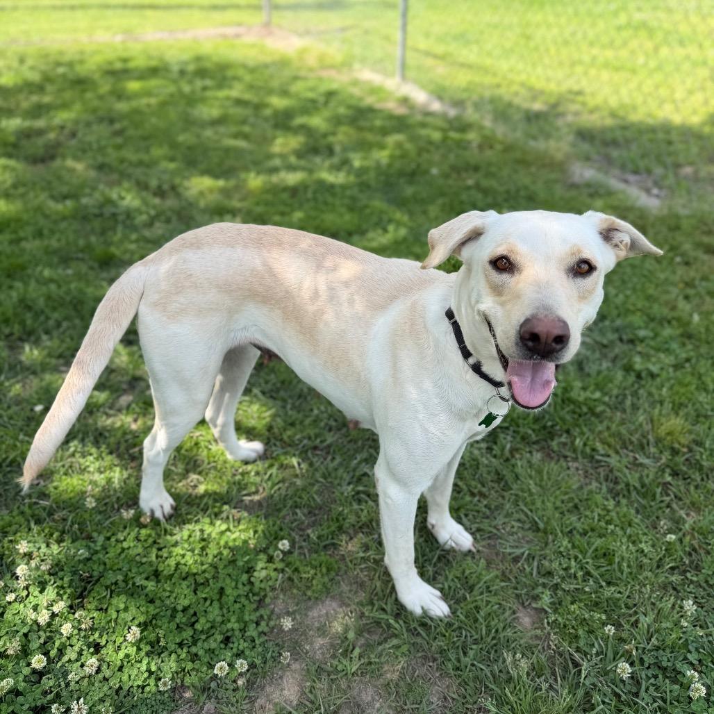 Enlarge Coconut Water, a Adoptable mixed breed in Carencro, LA image 2/6
