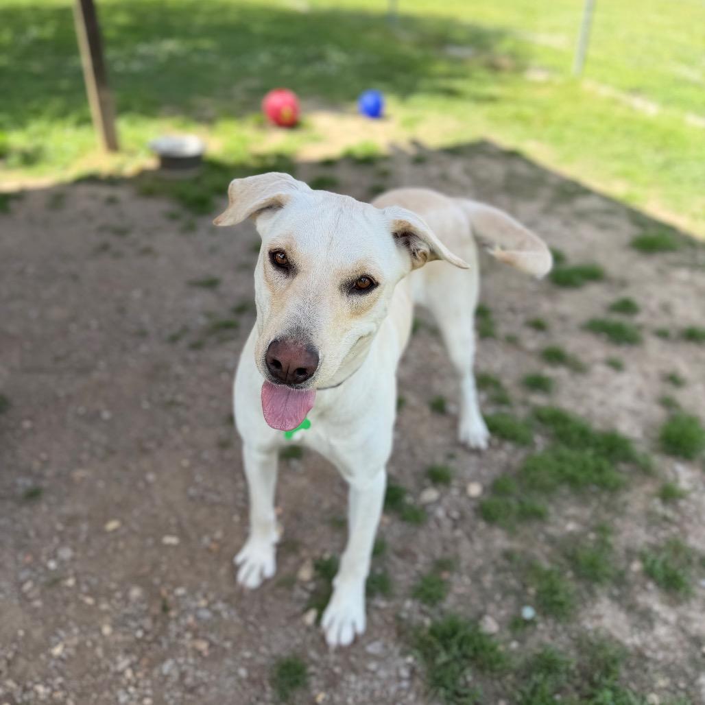 Enlarge Coconut Water, a Adoptable mixed breed in Carencro, LA image 3/6
