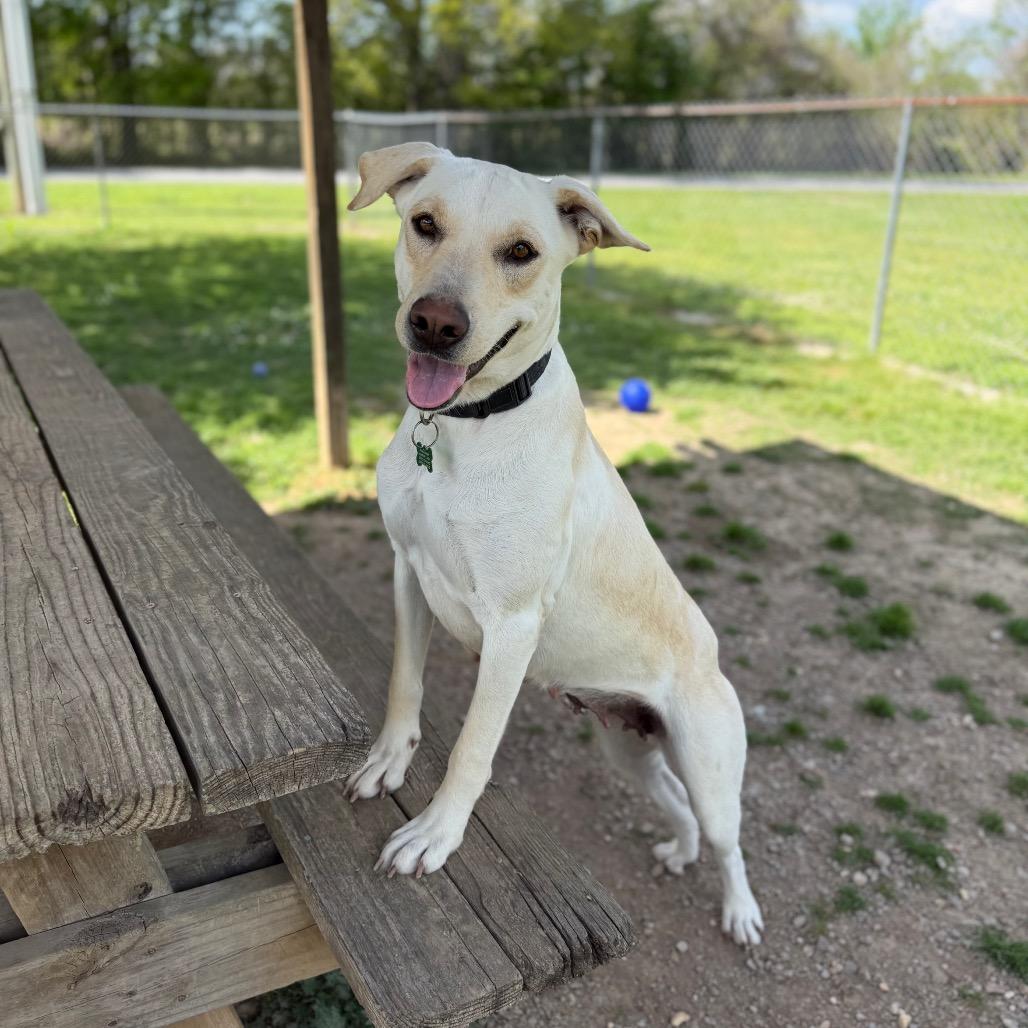 Enlarge Coconut Water, a Adoptable mixed breed in Carencro, LA image 4/6
