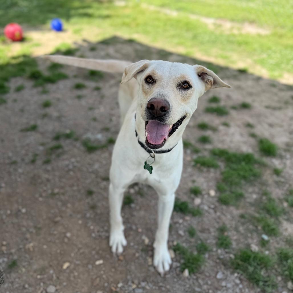 Enlarge Coconut Water, a Adoptable mixed breed in Carencro, LA image 5/6