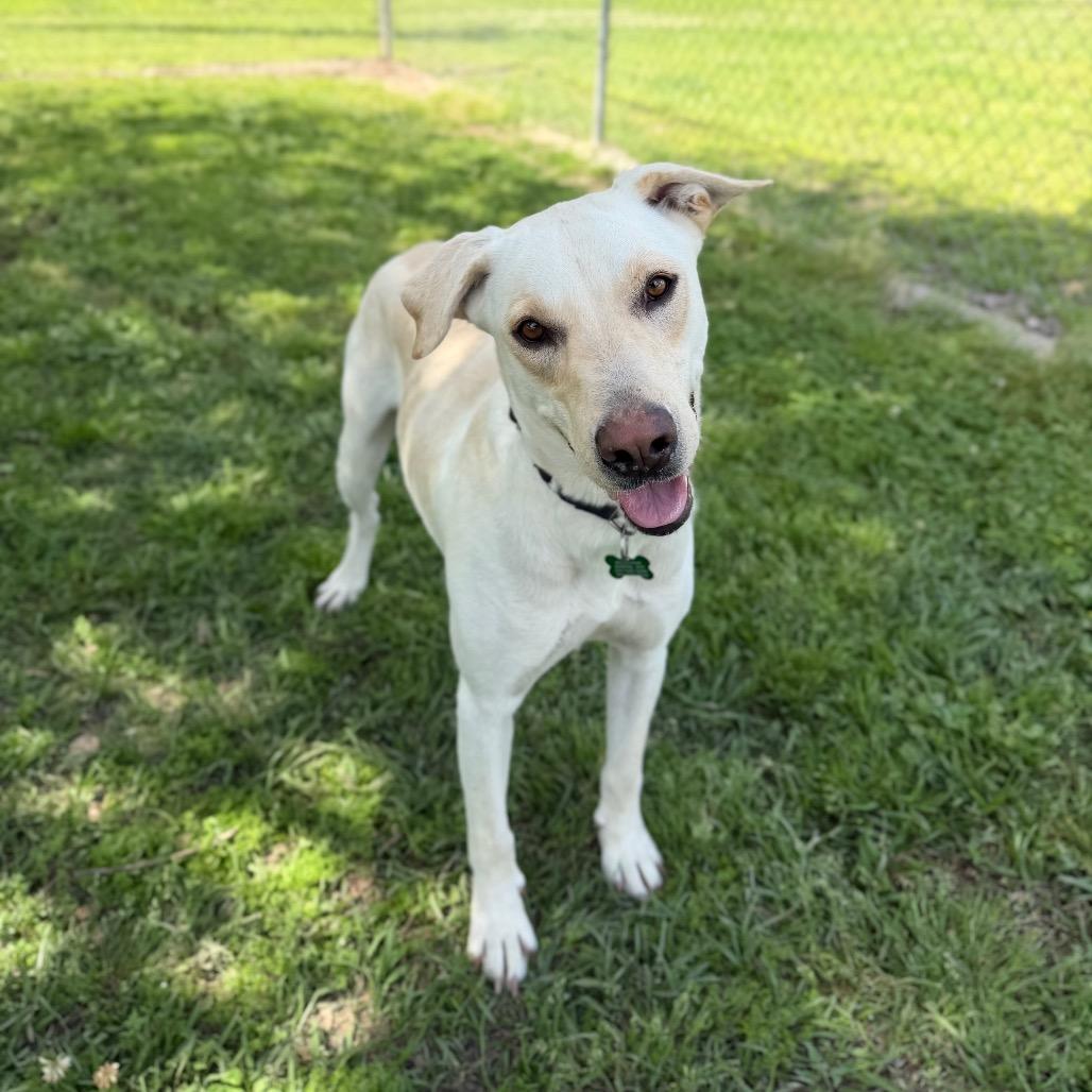Enlarge Coconut Water, a Adoptable mixed breed in Carencro, LA image 6/6