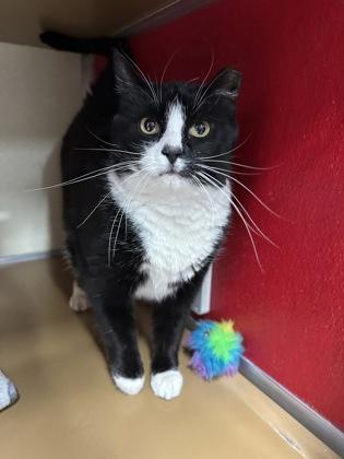 Lily — thumbnail 2