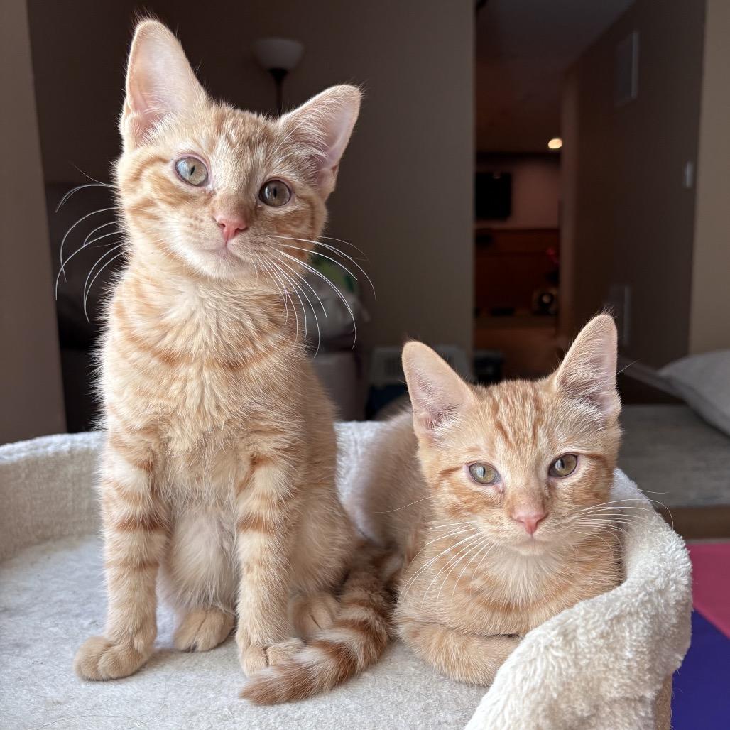Sheldon & Shelly, Adoptable, Kitten Male Domestic Short Hair.