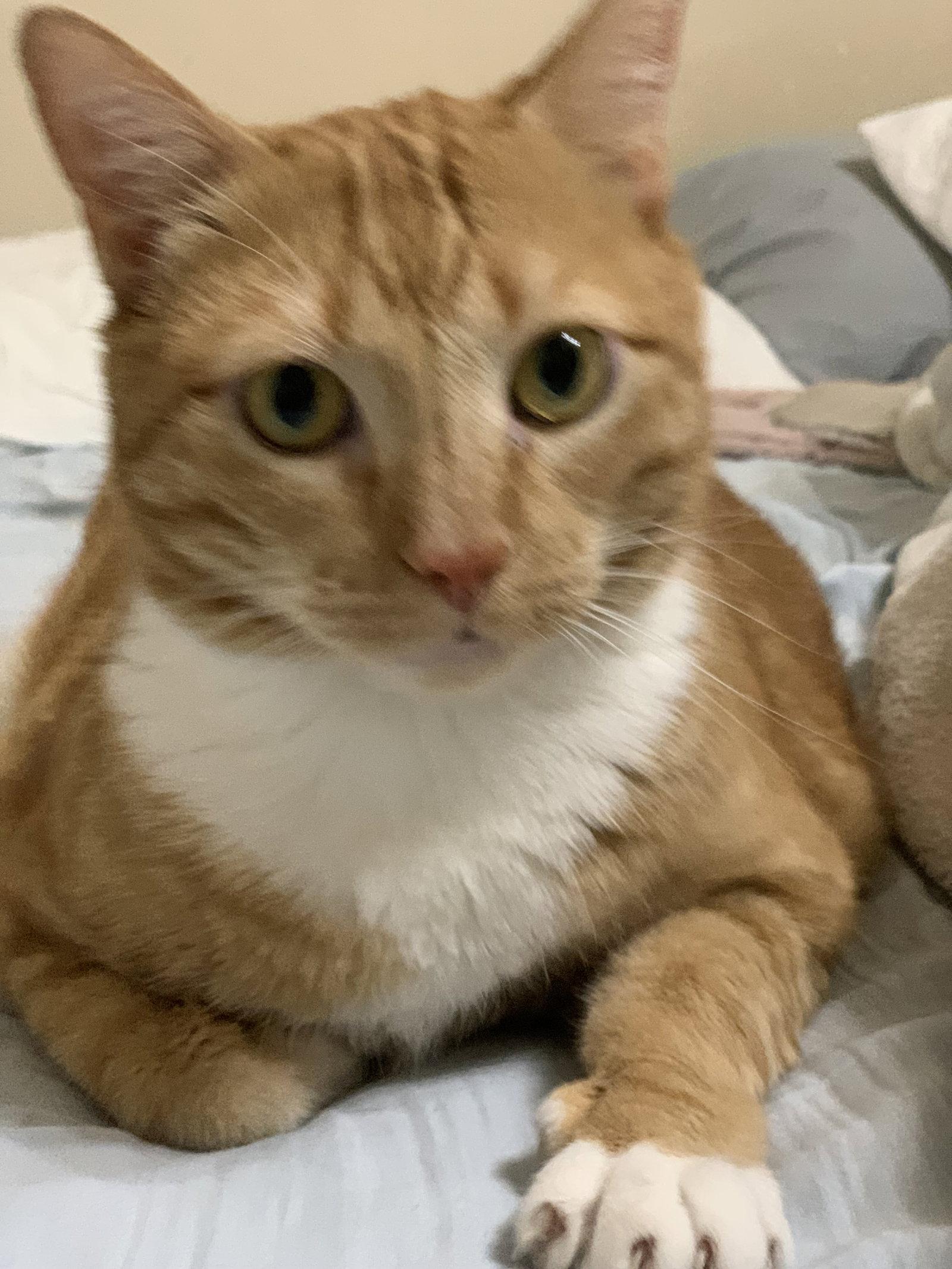 Teddy Boy, Adopted, Adult Male Domestic Short Hair & Tabby.