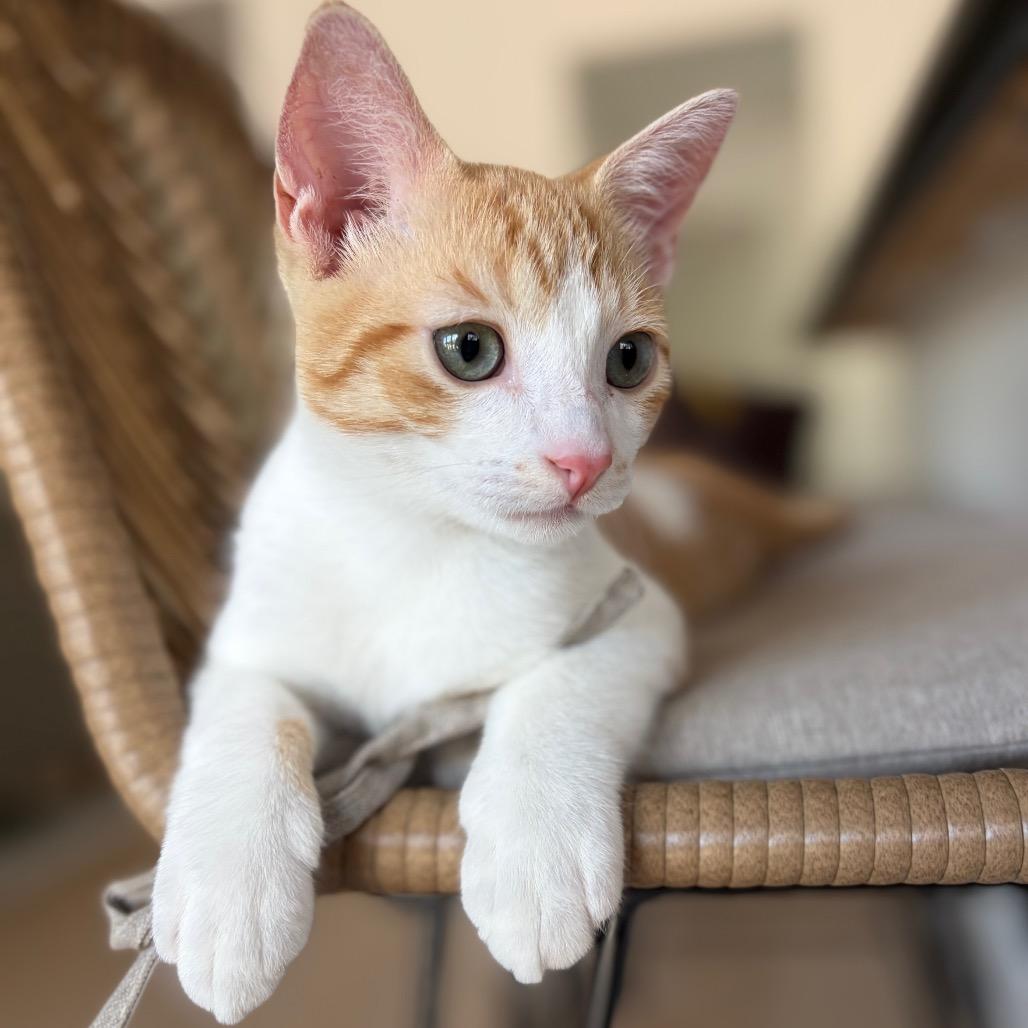 Steve Martin, a Adoptable Domestic Short Hair in Escondido, CA image 1/6