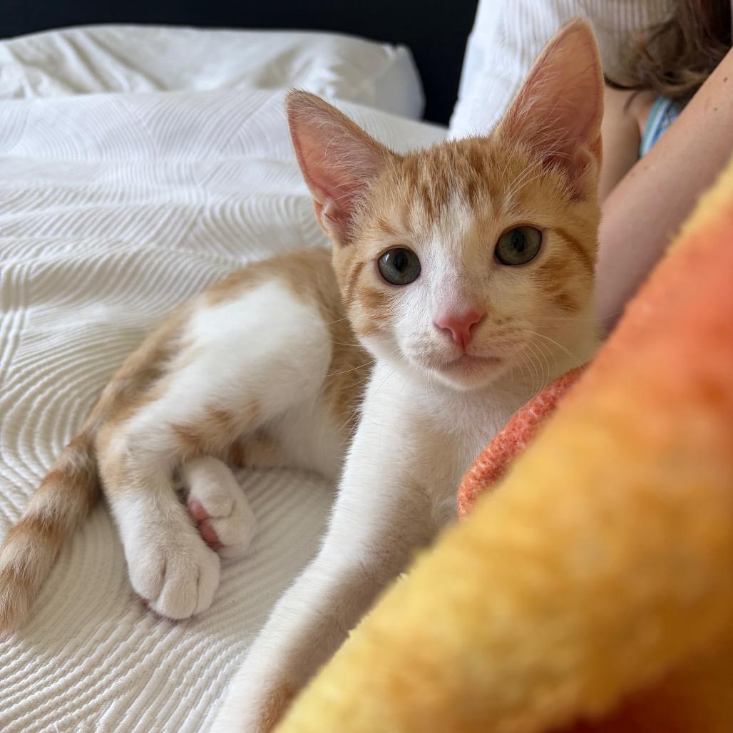 Steve Martin, a Adoptable Domestic Short Hair in Escondido, CA image 2/6