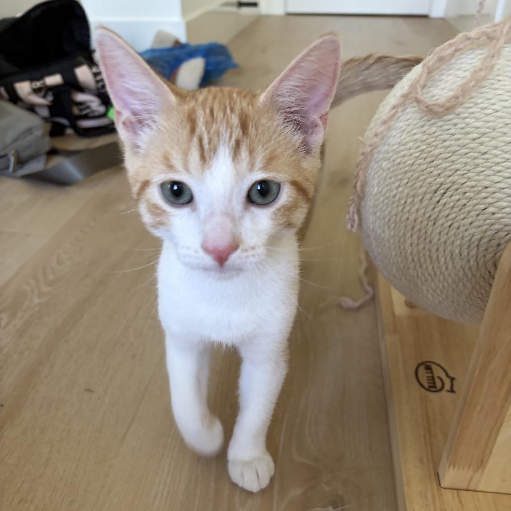Steve Martin, a Adoptable Domestic Short Hair in Escondido, CA image 4/6