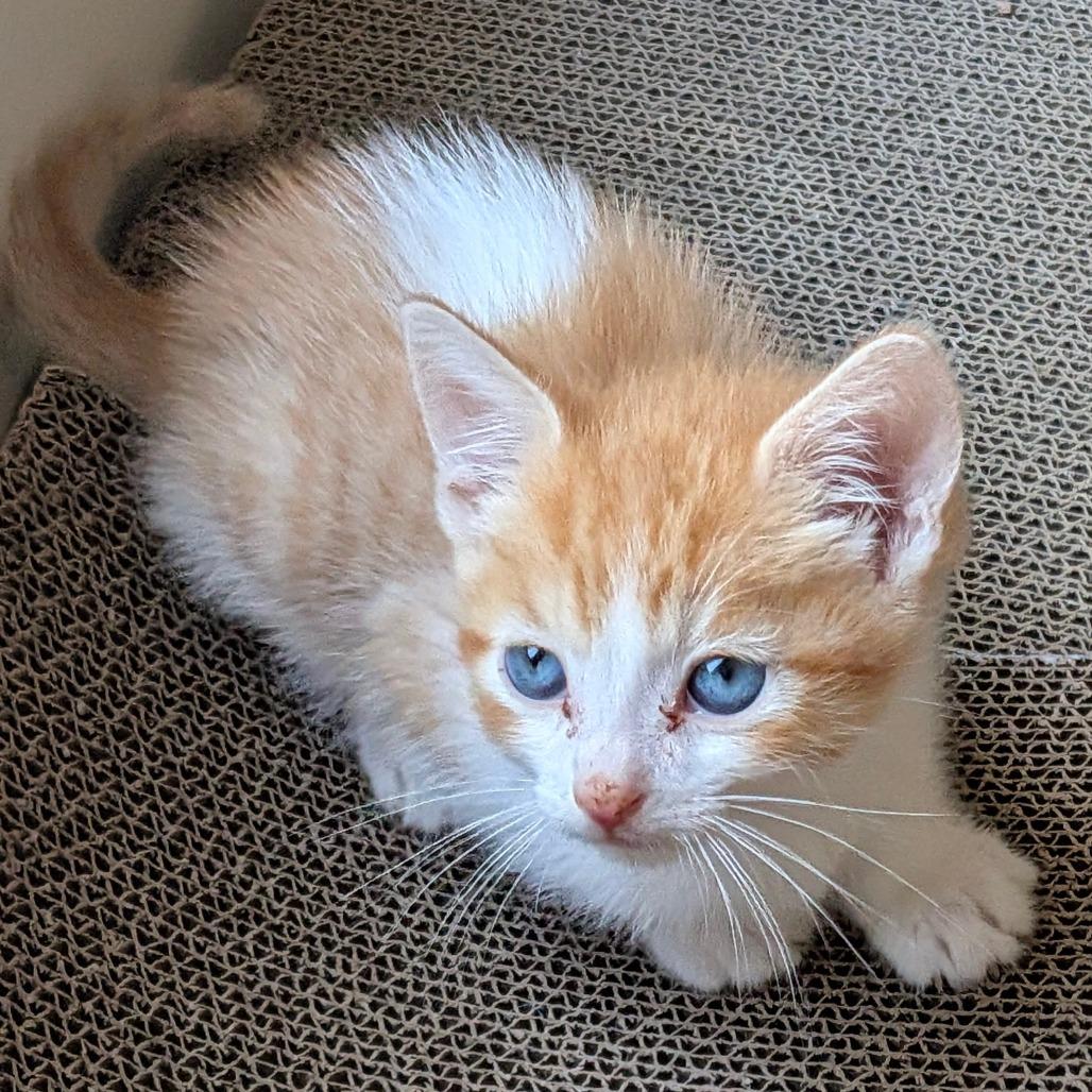 Steve Martin, Adoptable, Kitten Male Domestic Short Hair.