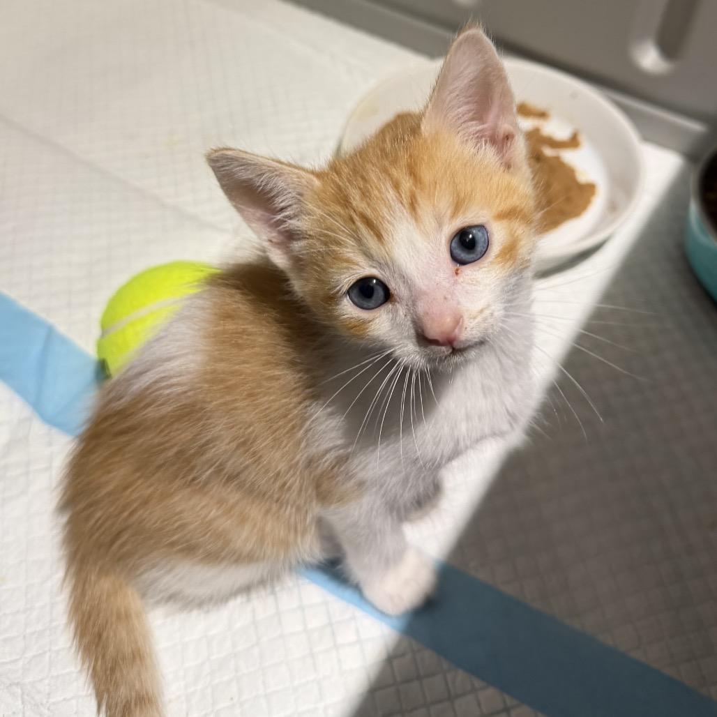 Steve Martin, a Adoptable Domestic Short Hair in Escondido, CA image 2/5