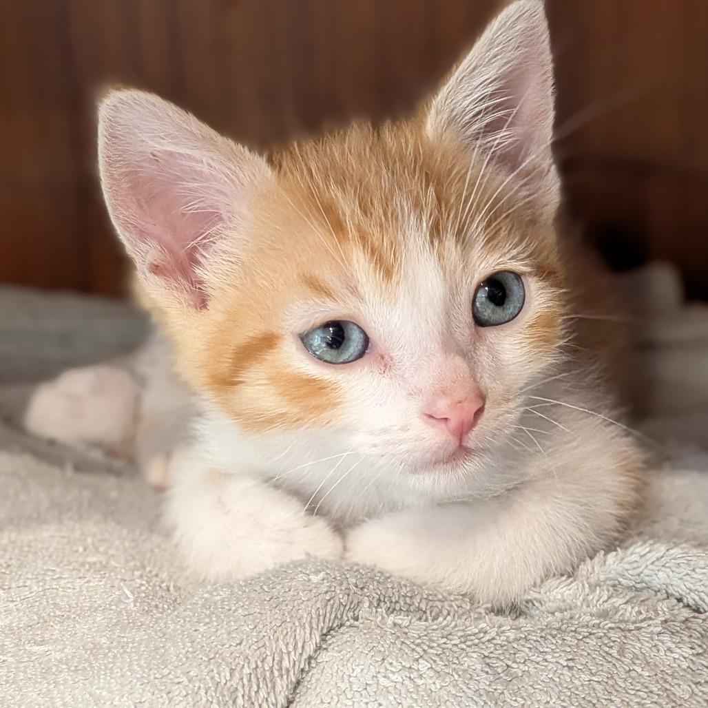 Steve Martin, a Adoptable Domestic Short Hair in Escondido, CA image 3/5