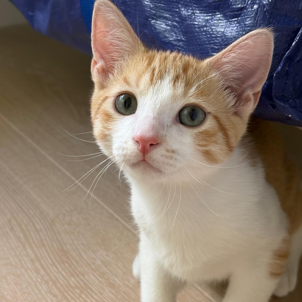 Steve Martin, a Adoptable Domestic Short Hair in Escondido, CA image 5/6