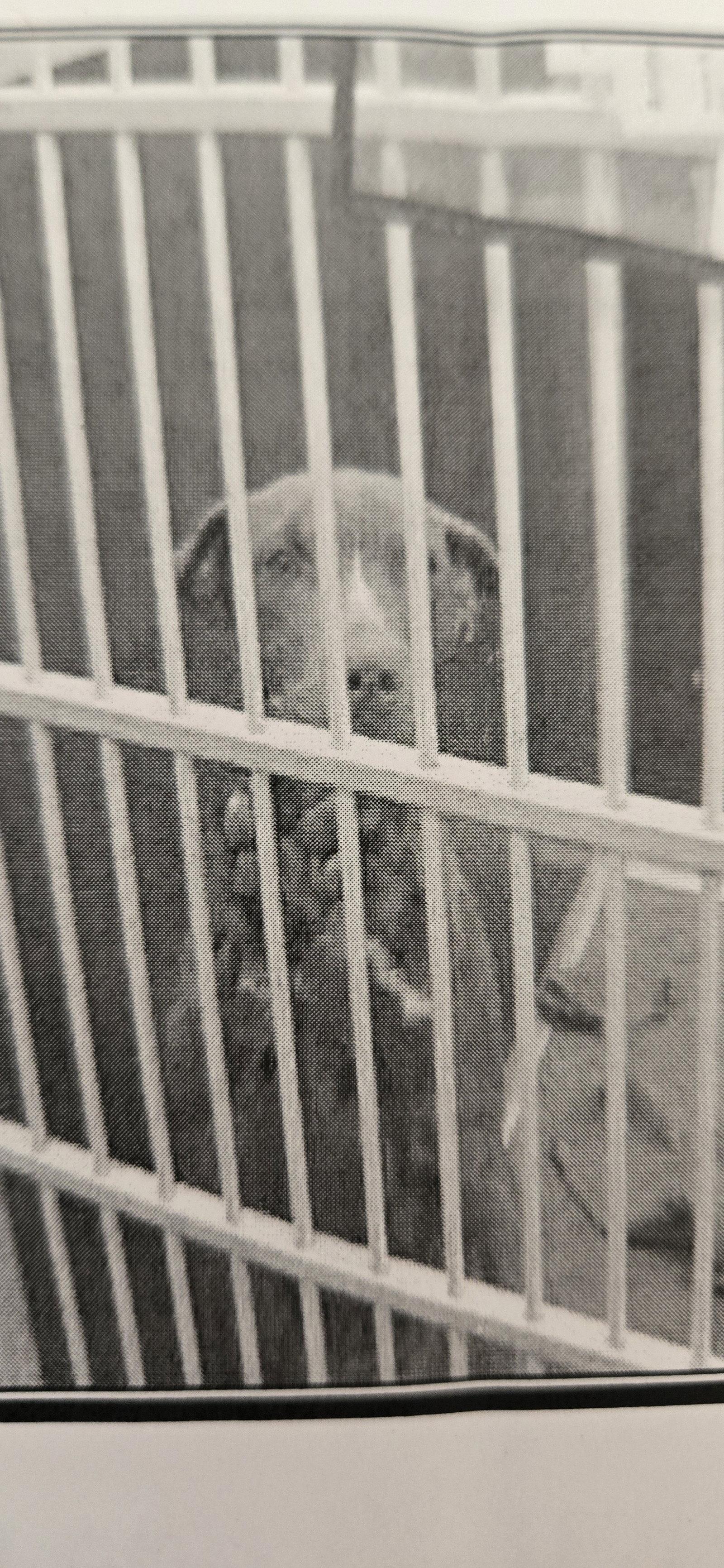 MADDIE prev Minnie, Adopted, Young Female Labrador Retriever & Terrier.