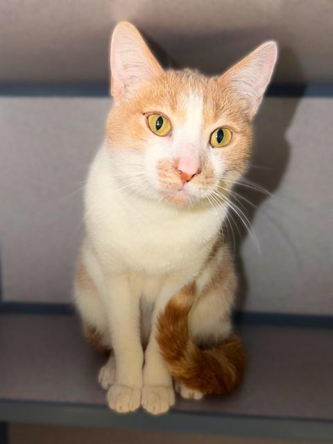 FERNANDO, Adoptable, Adult Male Domestic Short Hair.