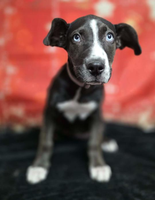 Empress, Adoptable, Young Female Husky & Labrador Retriever.