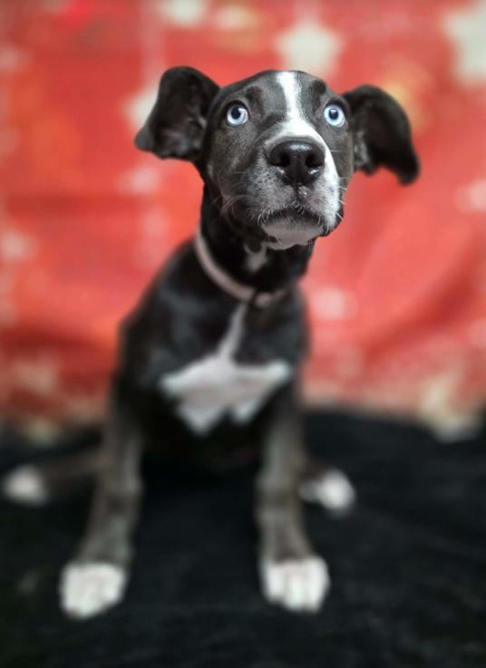 Enlarge Empress, a Adoptable mixed breed in Aurora, CO image 2/2