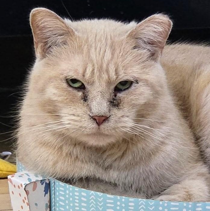 Ballie (bonded to Astra)