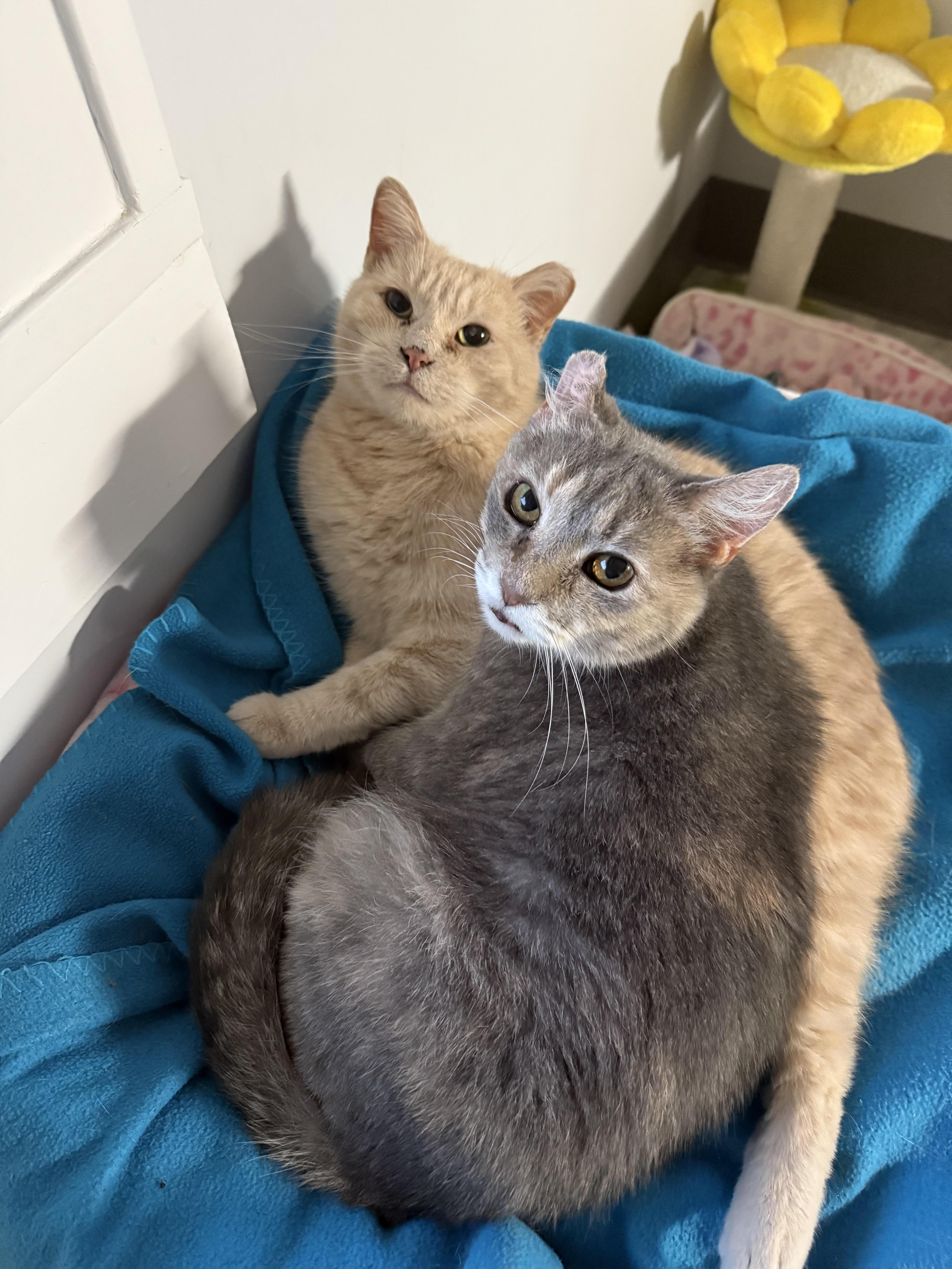 Enlarge Ballie (bonded to Astra), a Adoptable Domestic Short Hair in Neenah, WI image 6/6