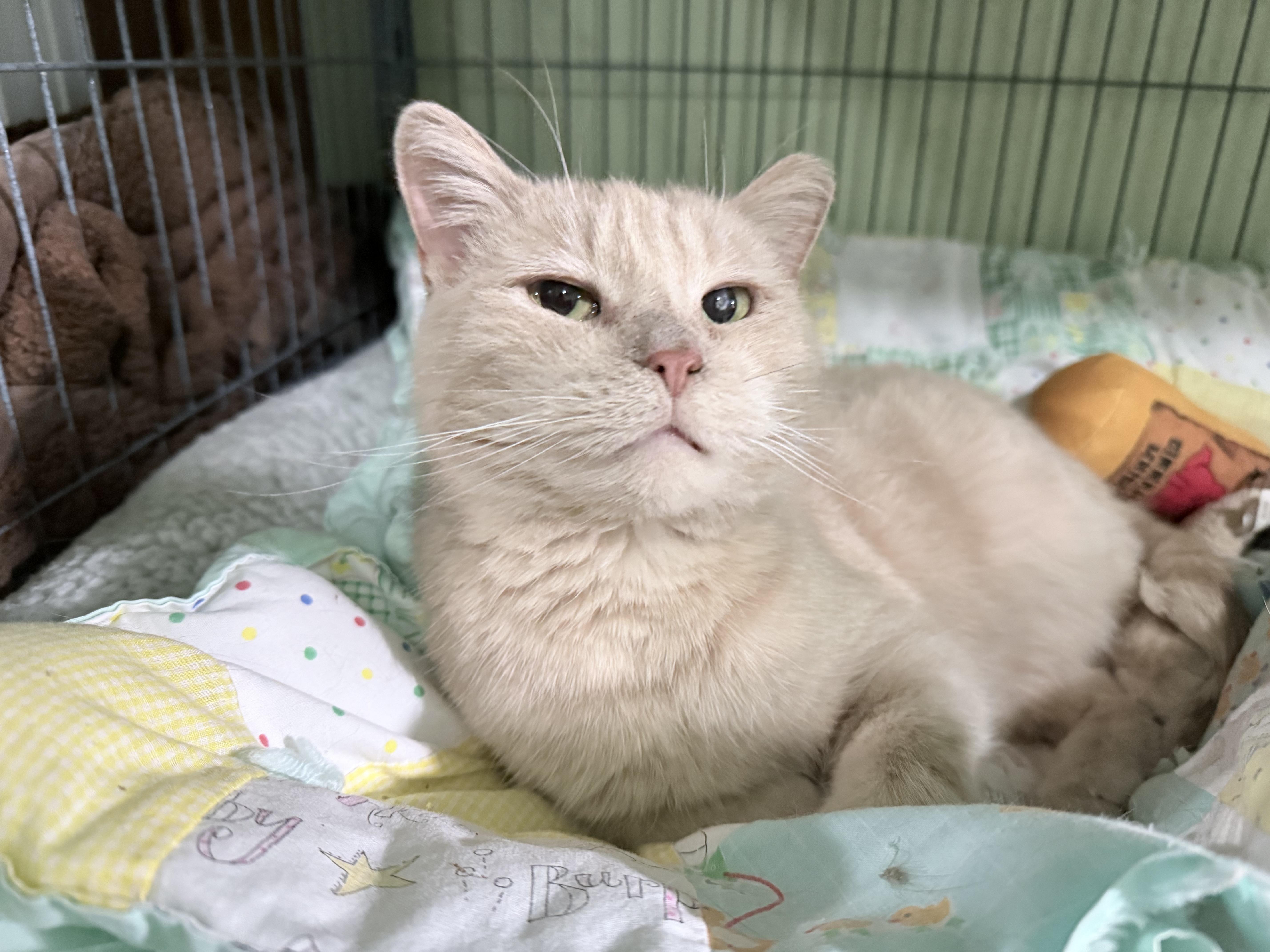 Enlarge Ballie (bonded to Astra), a Adoptable Domestic Short Hair in Neenah, WI image 1/6