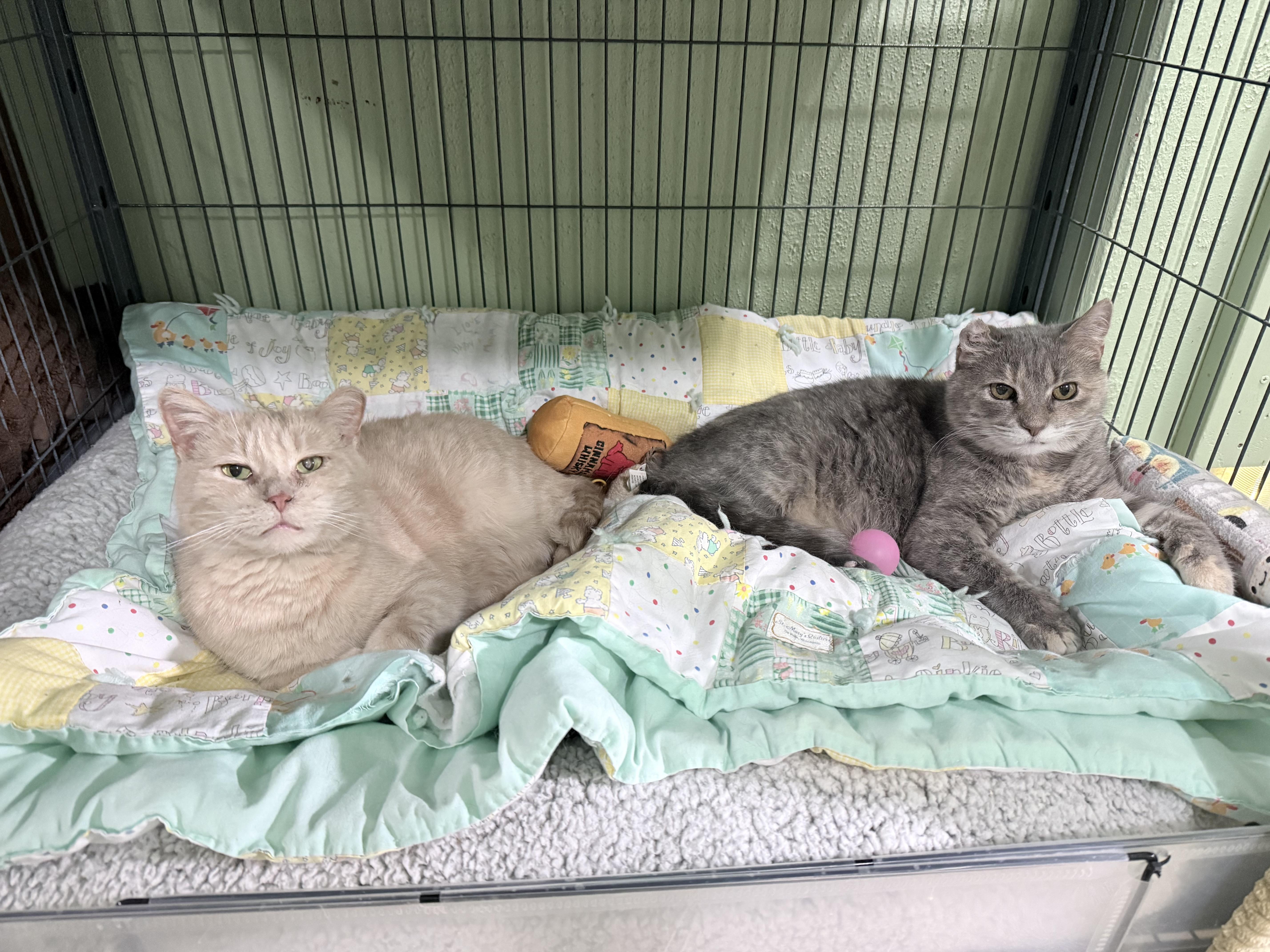 Enlarge Ballie (bonded to Astra), a Adoptable Domestic Short Hair in Neenah, WI image 5/6