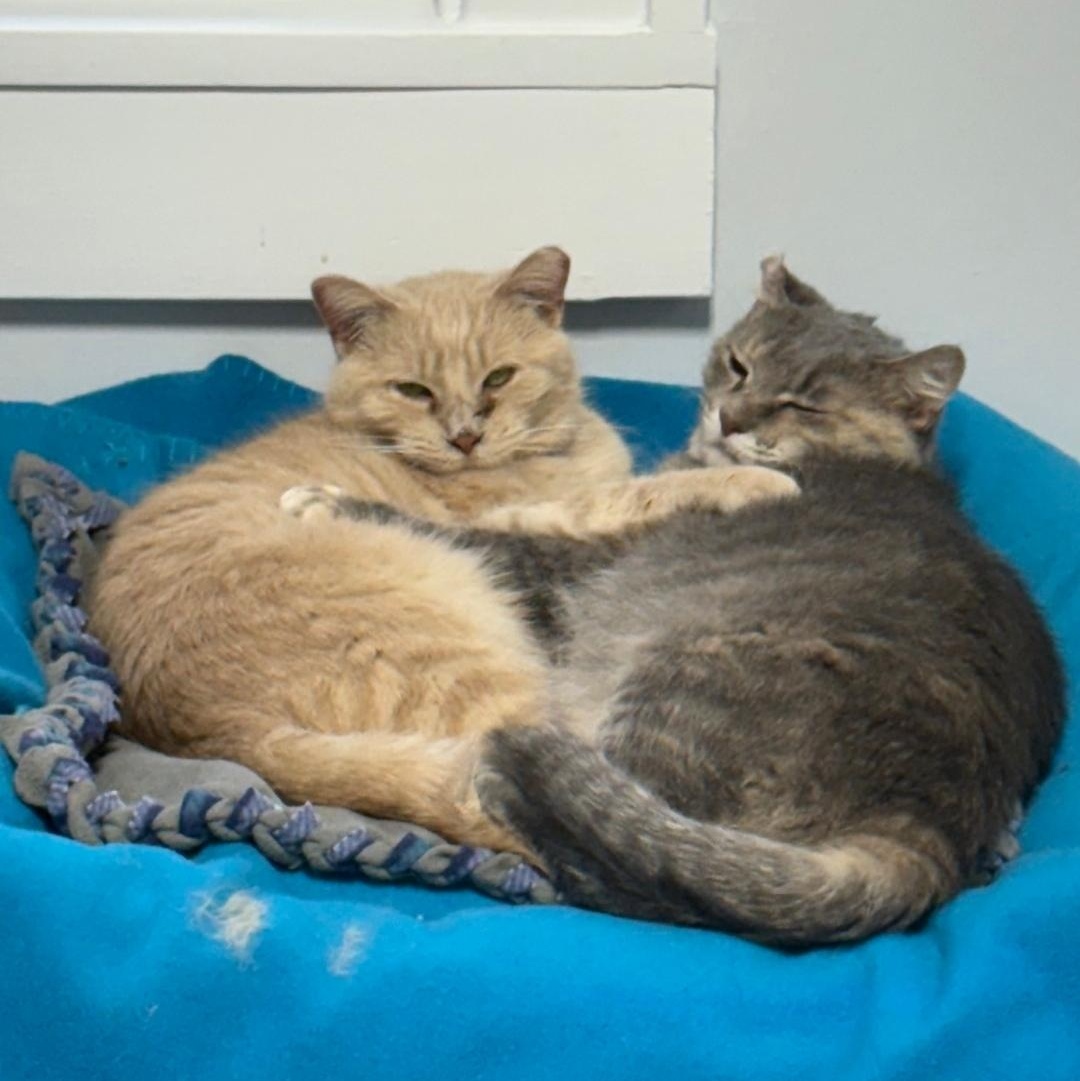 Enlarge Ballie (bonded to Astra), a Adoptable Tabby in Neenah, WI image 3/5