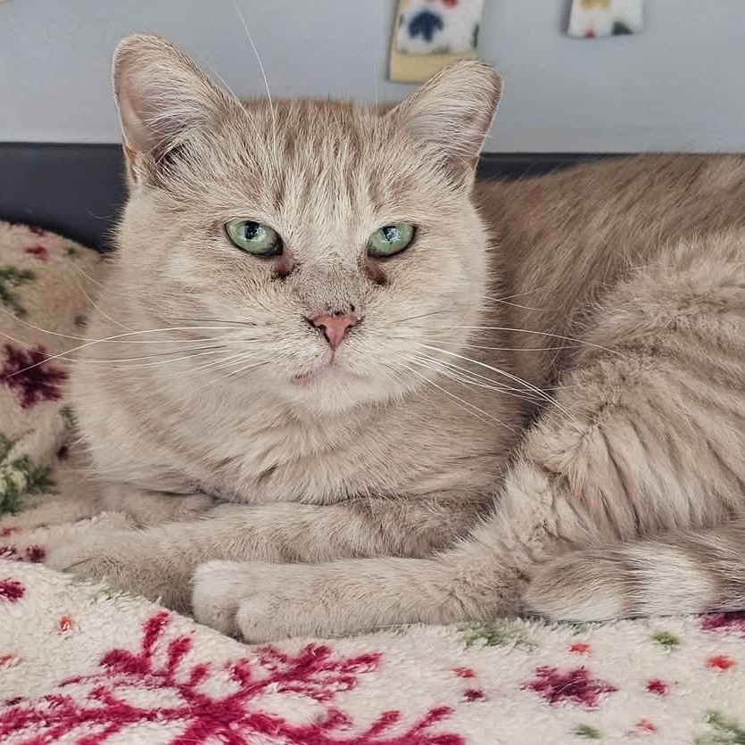 Ballie (bonded to Astra)