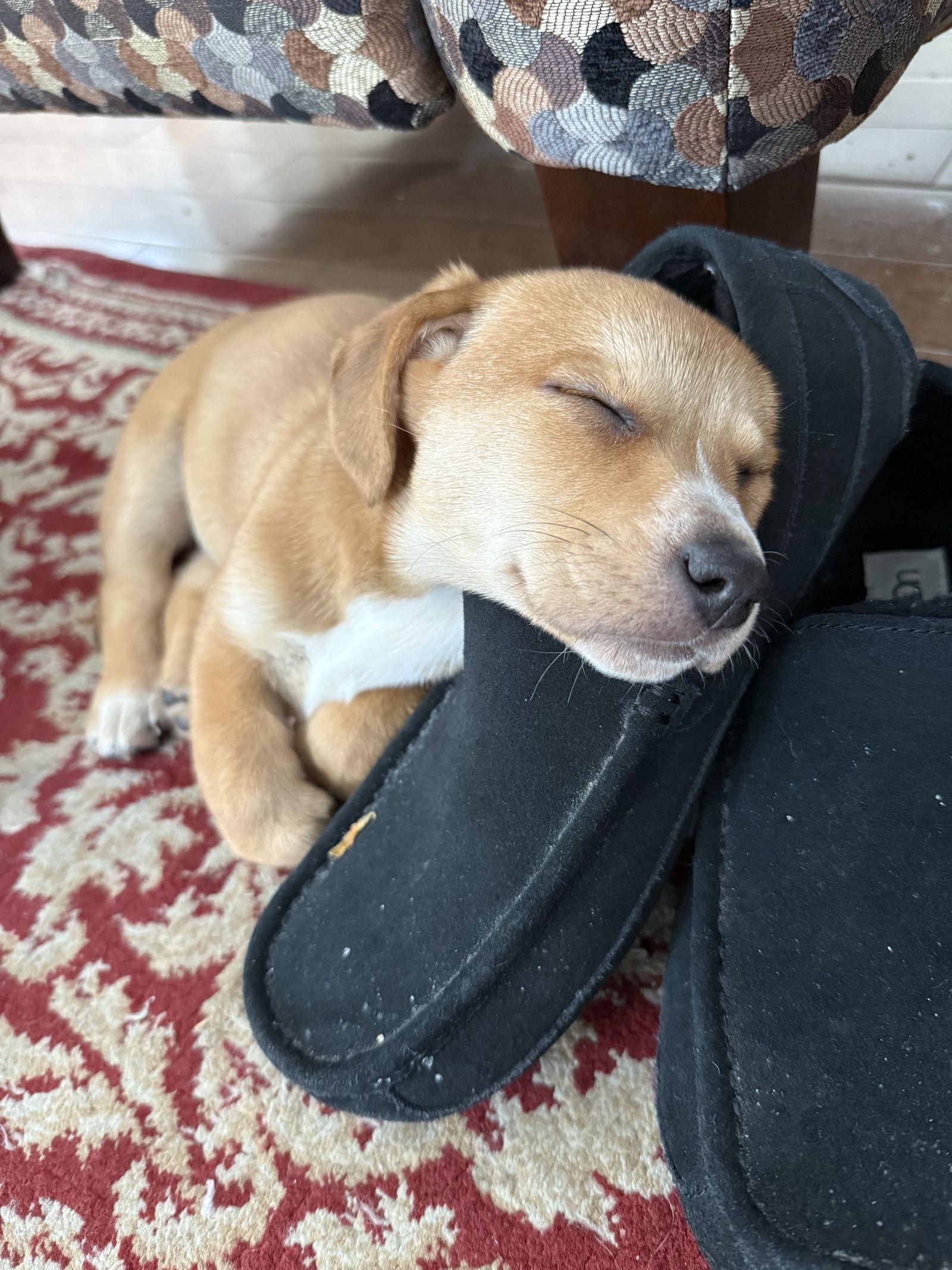 Enlarge Kacie, a Adopted mixed breed in Spring City, PA image 1/2