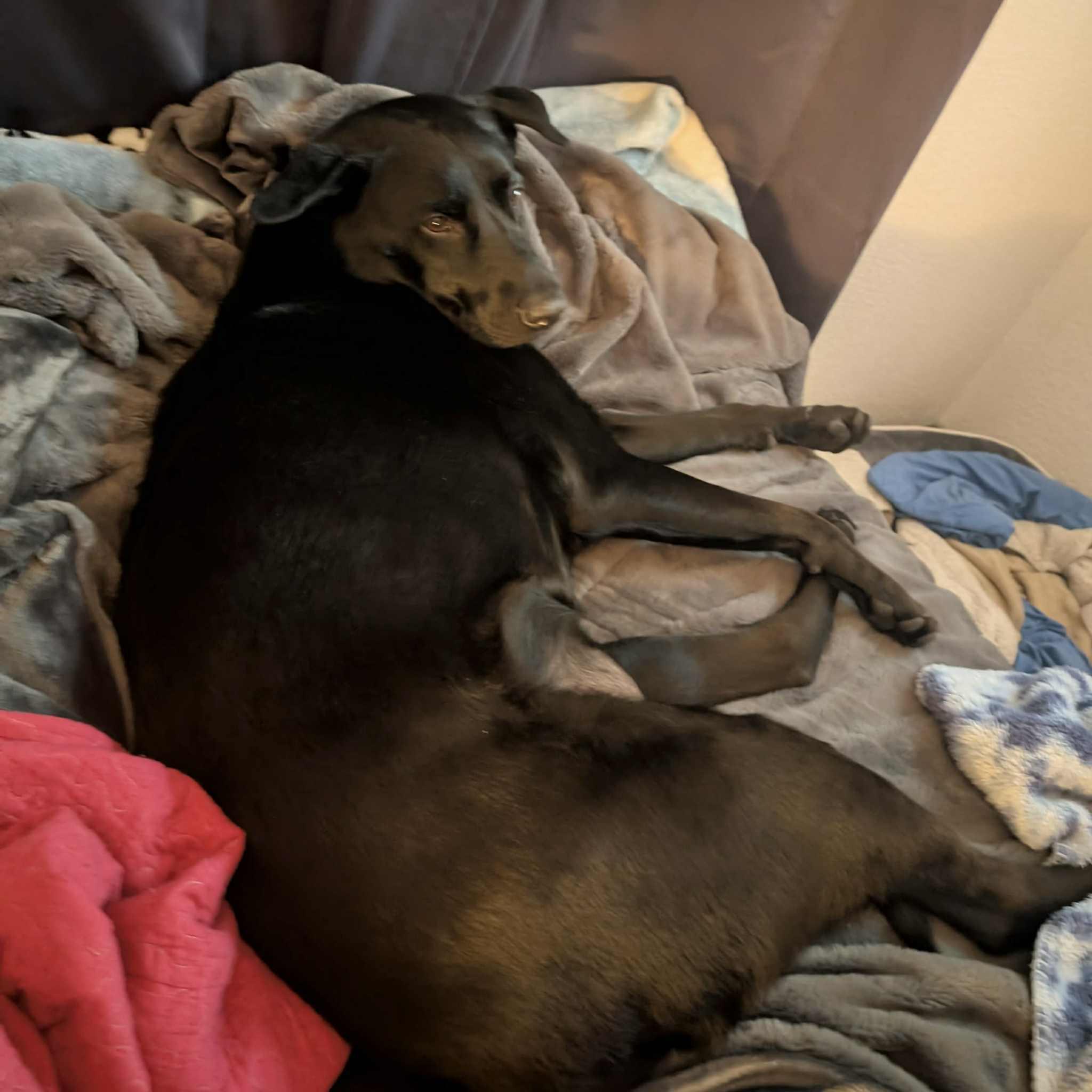 Enlarge Shadow, a Adoptable mixed breed in Boulder, CO image 2/3