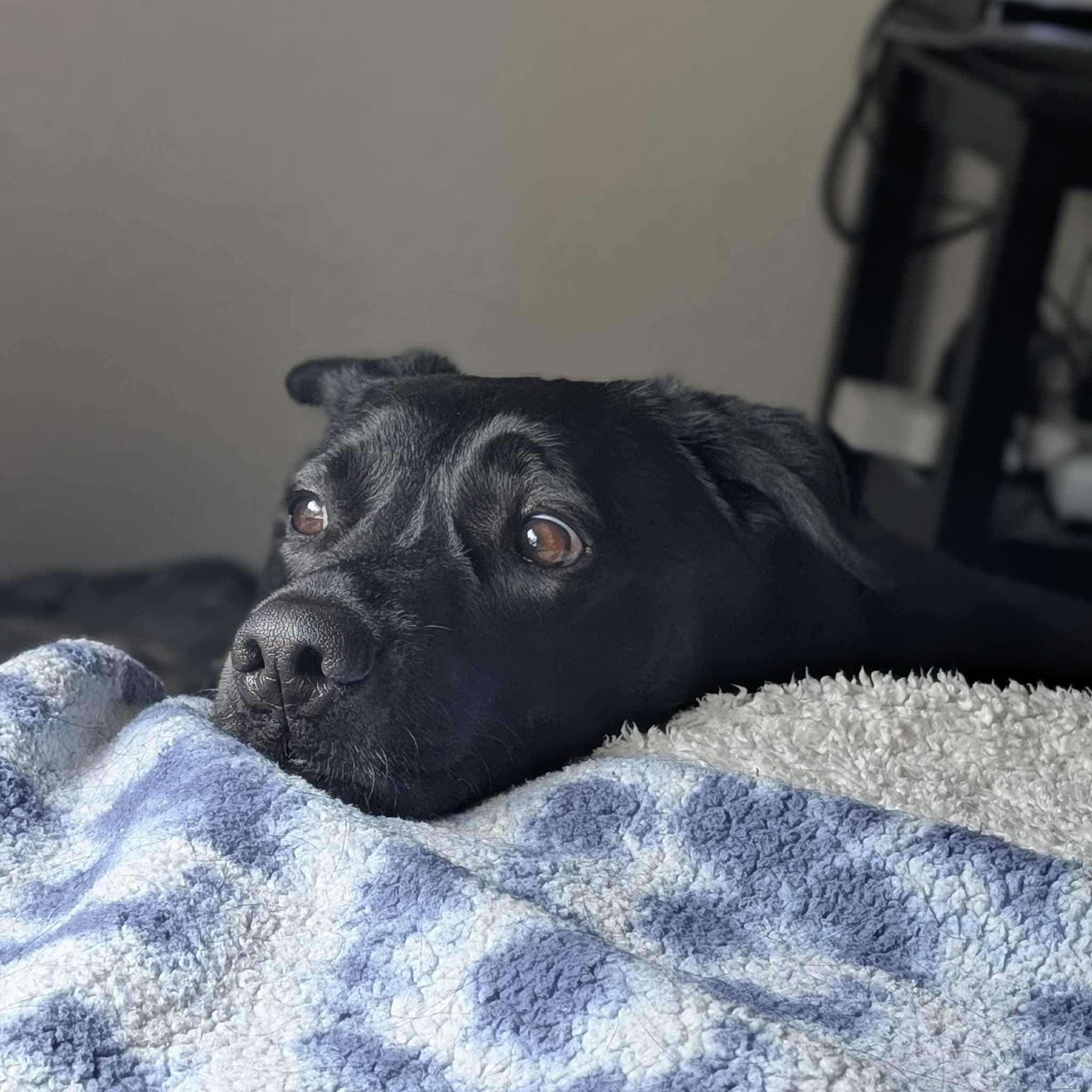 Enlarge Shadow, a Adoptable mixed breed in Boulder, CO image 3/3