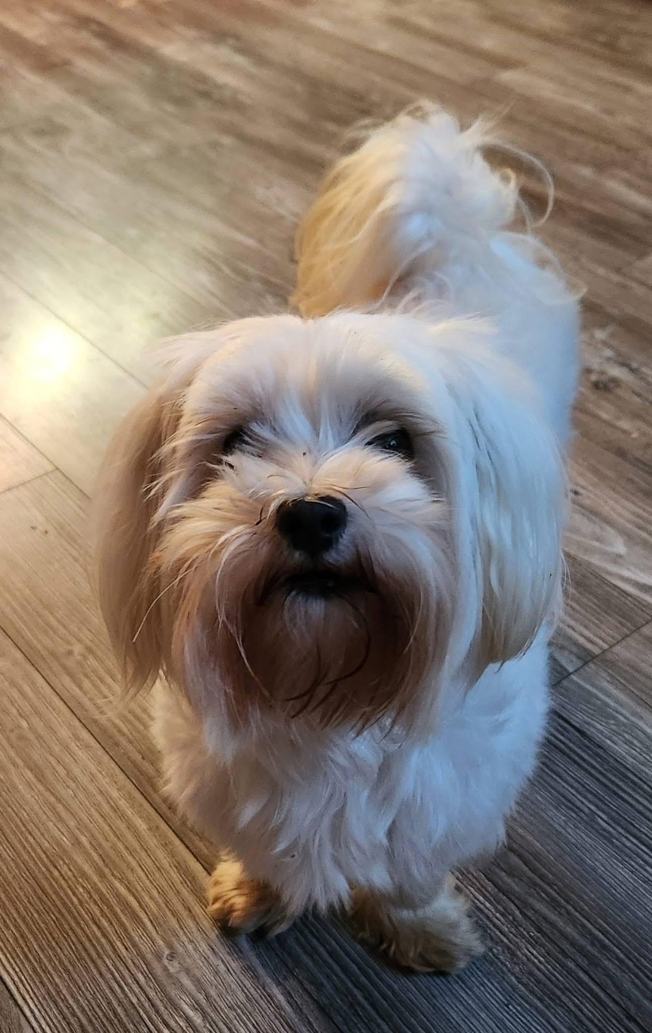 Mindy, Adoptable, Adult Female Maltese.