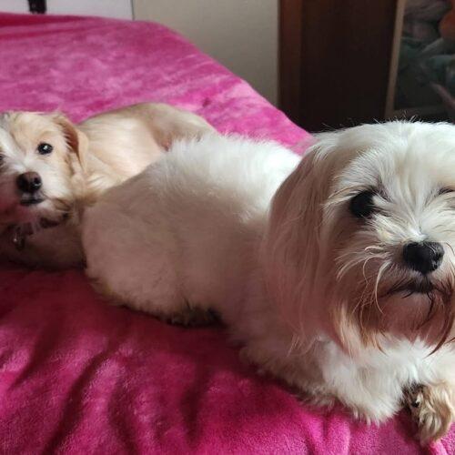 Mindy, Adoptable, Adult Female Maltese.
