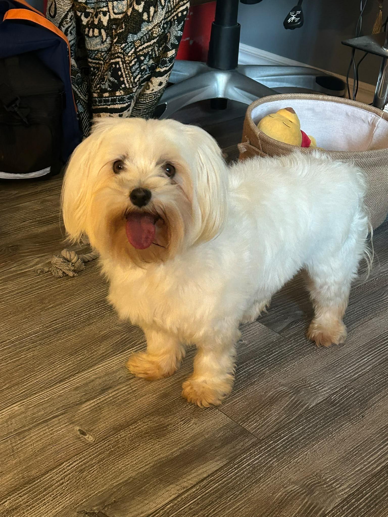 Mindy, Adoptable, Adult Female Maltese.