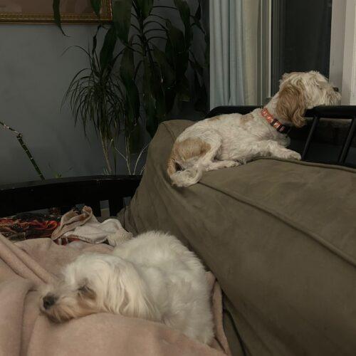 Enlarge Mindy, a Adoptable Maltese in Vienna, ON image 2/5