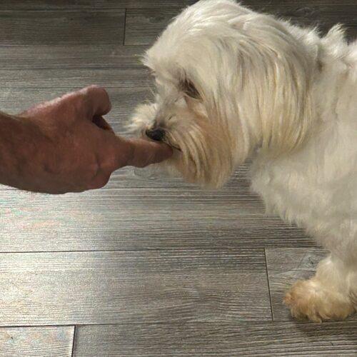Enlarge Mindy, a Adoptable Maltese in Vienna, ON image 3/5