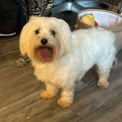 Enlarge Mindy, a Adoptable Maltese in Vienna, ON image 4/5