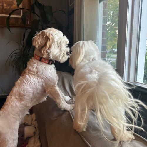 Enlarge Mindy, a Adoptable Maltese in Vienna, ON image 5/5