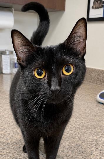 Enlarge Fleetwood Mac, a ADOPTABLE Domestic Short Hair in Cincinnati, OH image 2/2