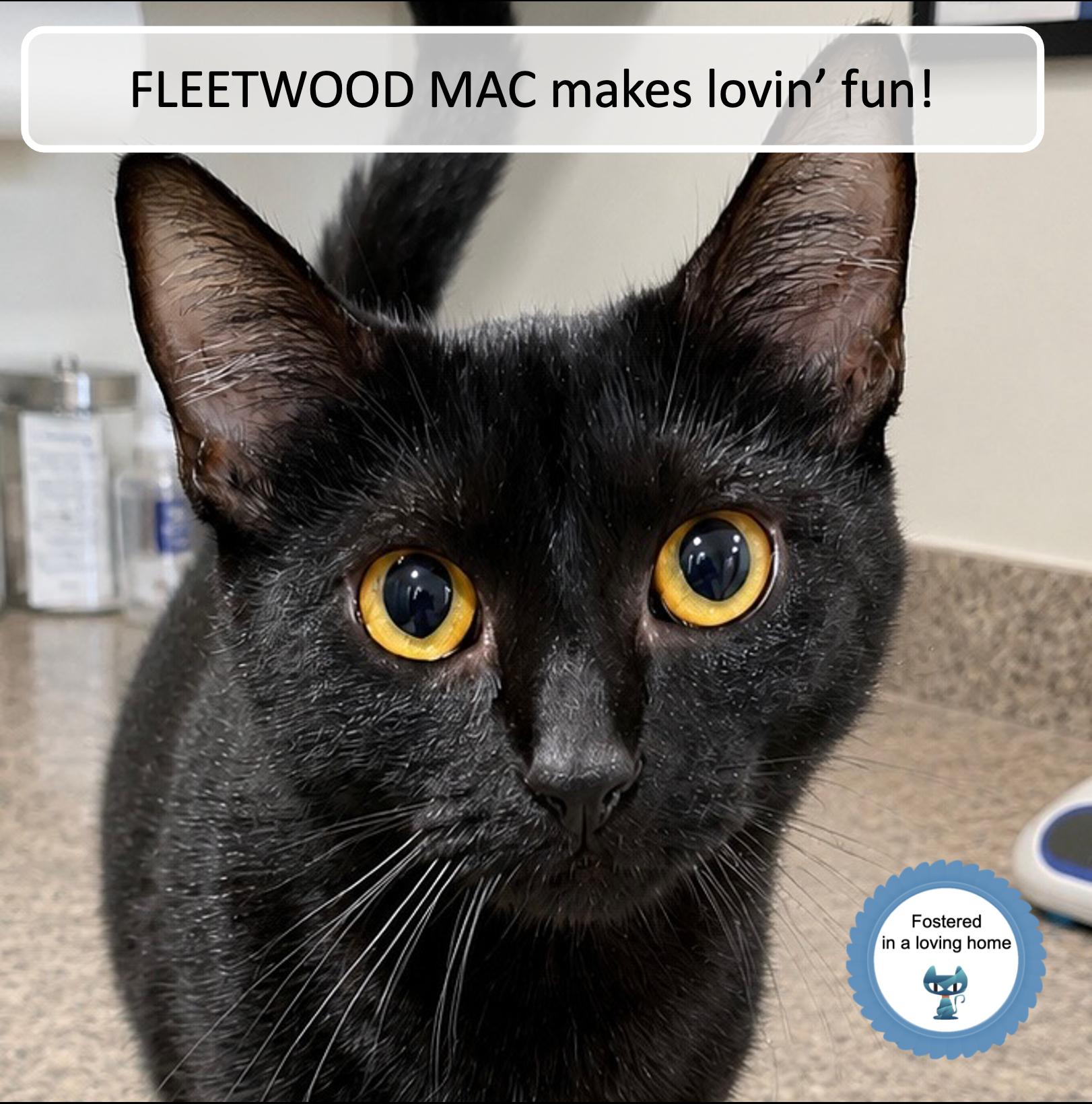 Fleetwood Mac, ADOPTABLE, Kitten Female Domestic Short Hair.