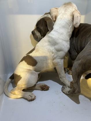 Enlarge Bashful -ADOPTED, a Adoptable mixed breed in Atlanta, GA image 1/1
